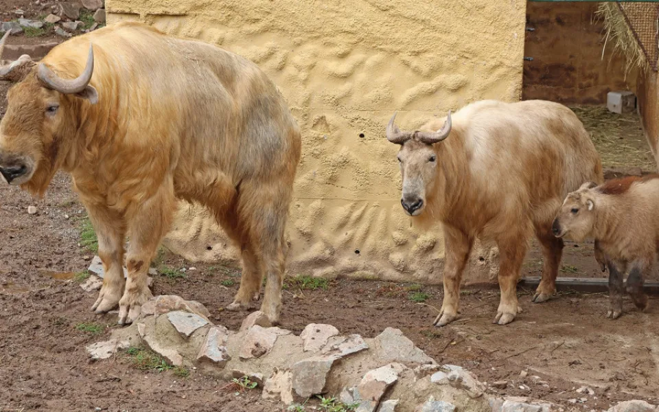 Jméno Born dostal první sameček vzácného a tajemného takina čínského, který se narodil v plzeňské zoo