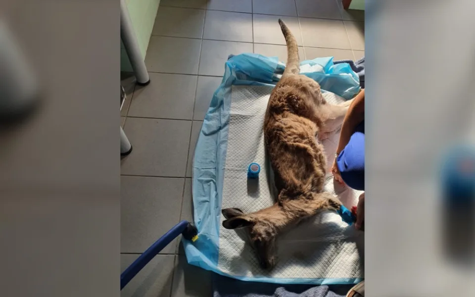 Kvůli neukázněným návštěvníkům uhynul ve farmaparku velbloud a klokan, lidé je nakrmili svou svačinou