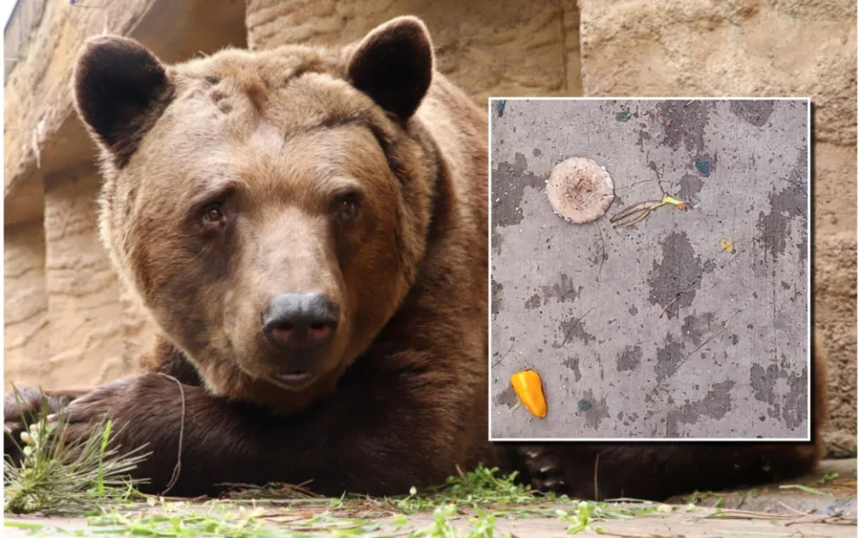 Lidé v zoo naházeli do medvědího výběhu papriky, banány i bedly. Nedělejte to, apeluje zahrada