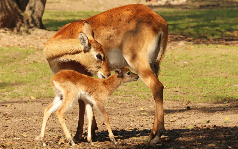 Plzeňská zoo se pochlubila stým mládětem ohrožené antilopy vodušky červené