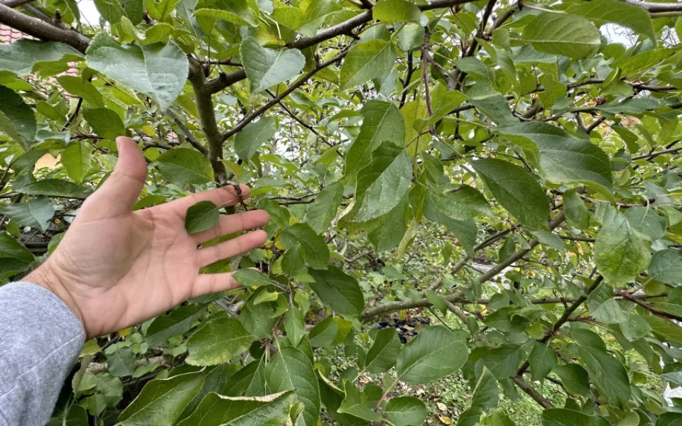 Normálně by byl tento strom obsypán jablky. Jarní mráz ale letos spálil všechny květy a stromy jsou zcela bez úrody