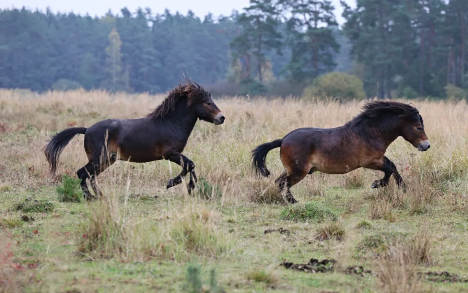 Firmy se mohou zapojit do eko projektu, první pomohl rozšířit Janovský mokřad, kde žijí pratuři a exmoorské pony