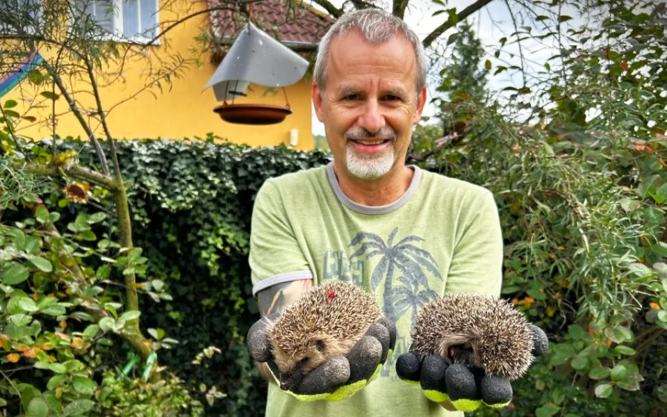 Červená skvrna v bodlinách levého ježka není zranění. Jde o barevné označení ježka, kterému jsme už aplikovali prostředek proti parazitům