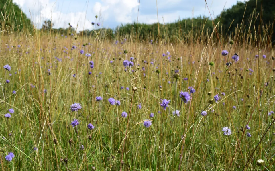 Přírodní památka a botanický klenot Českého lesa je větší, vzácnou louku nově chrání remíz