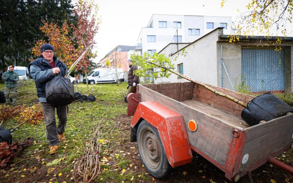 Město se víc zazelená. Lidé dostali od města stromy, které mohou zasadit na svých zahradách