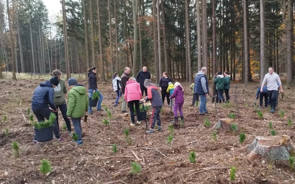 Malí i velcí Plzeňané na podzim vysázeli tisíce stromků. Městský les V Pytli ožil po kůrovcové kalamitě