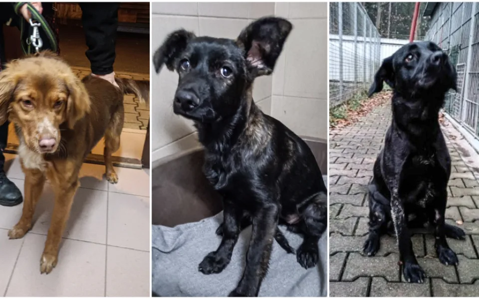 Brownie, Malga a Žofka.