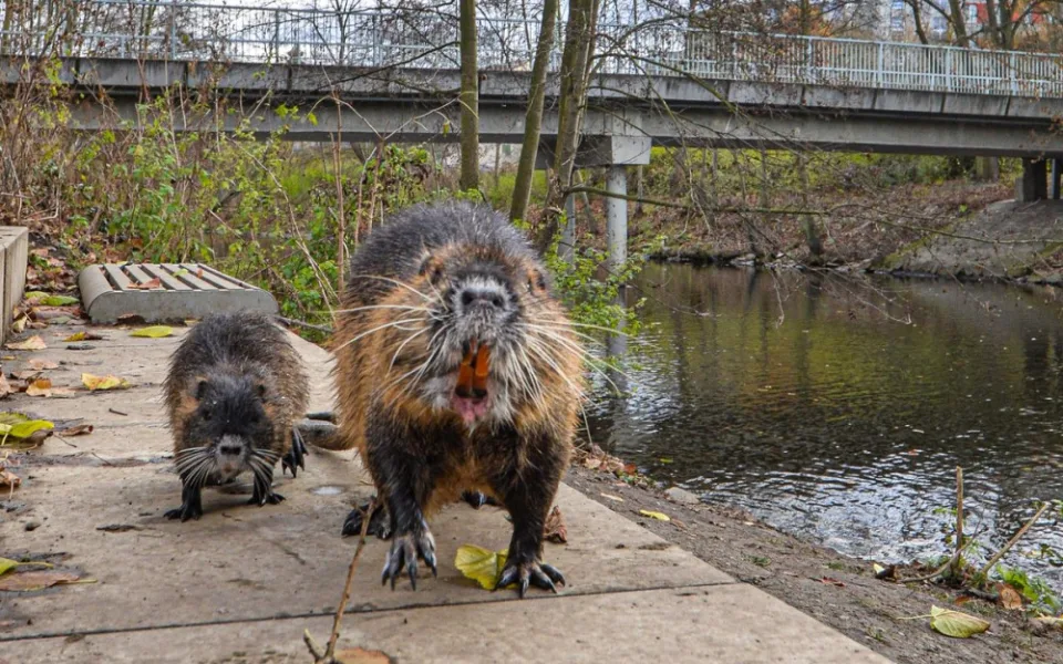 Nekrmte nutrie, apeluje město. Přemnožení hlodavci páchají čím dál více škod a mohou přenášet infekční nemoci