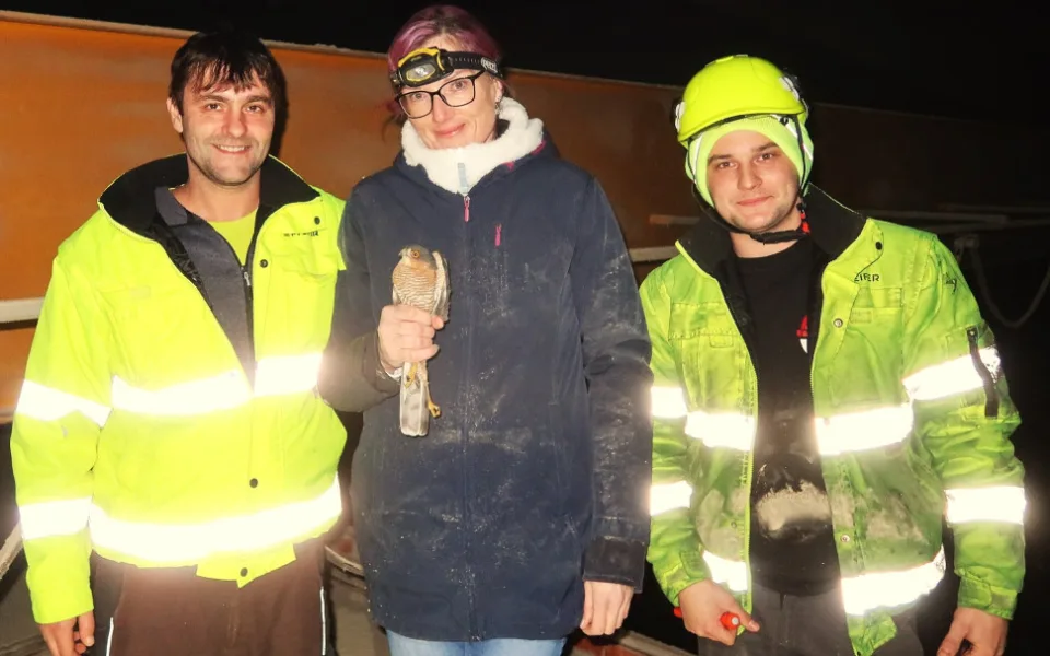 O odchyt krahujce se bravurně postarala Mirka Sokolová