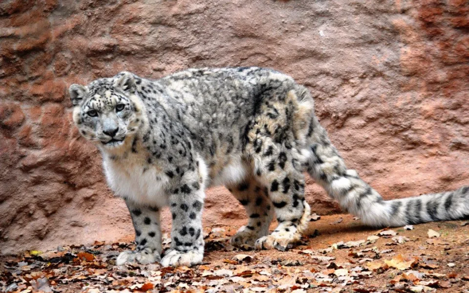 Zemřela nejstarší kočkovitá šelma v plzeňské zoo, sněžný levhart Nashan se dožil 20 let