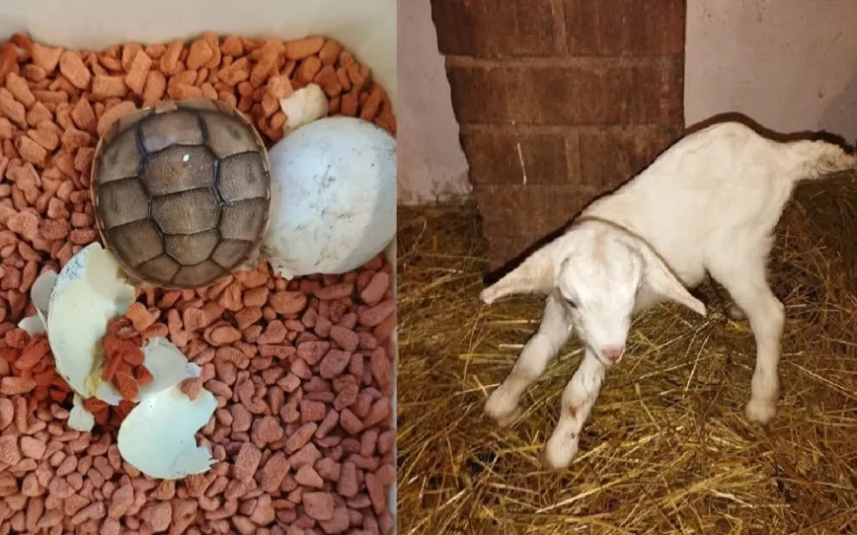 Zoo Plzeň na Nový rok hlásí hned několik nových přírůstků