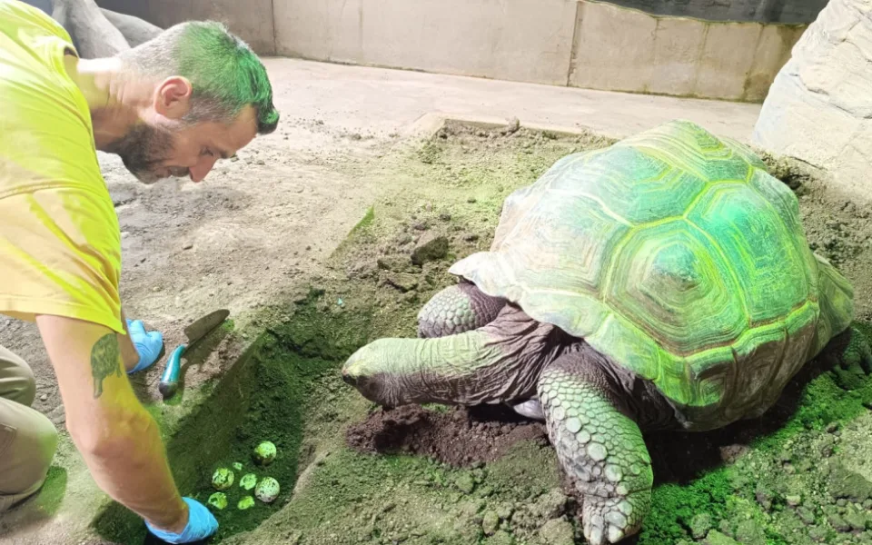 Samice želvy obrovské nepřestává ošetřovatele v zoo překvapovat, snesla další vejce
