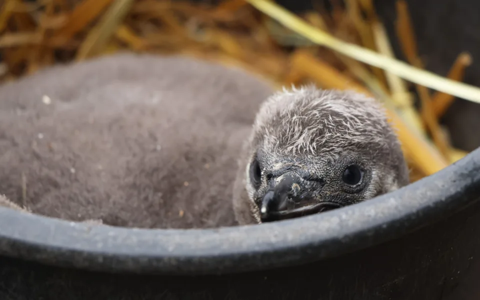 Vánoční tučňák už váží skoro dvě kila. Na návštěvníky zoo už vykukuje z podzemního doupěte