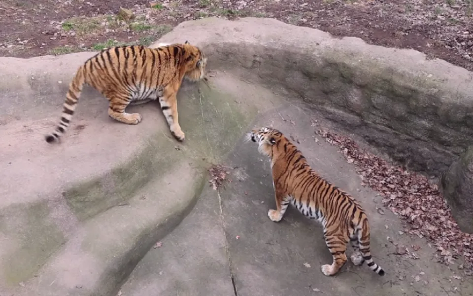 VIDEO: Valentýn v zoo, začaly tam tygří námluvy. Chovatelé věří, že se po letech dočkají mláďat