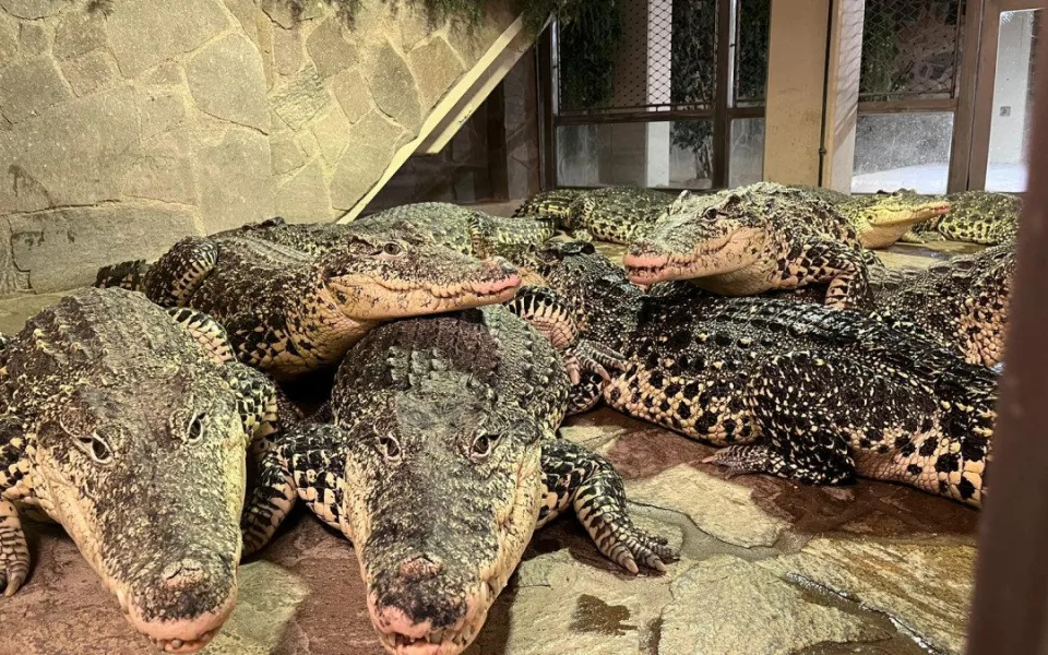 Protivínská krokodýlí zoo se pyšní největší kolekcí krokodýlů v Evropě. Odchovala krokodýly i pro plzeňskou zoo