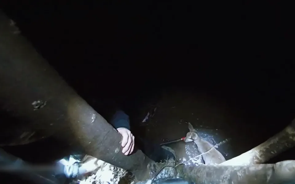 VIDEO: Strážníci se neohroženě vrhli pro srnu do ledové vody, byla zaklíněná pod větvemi