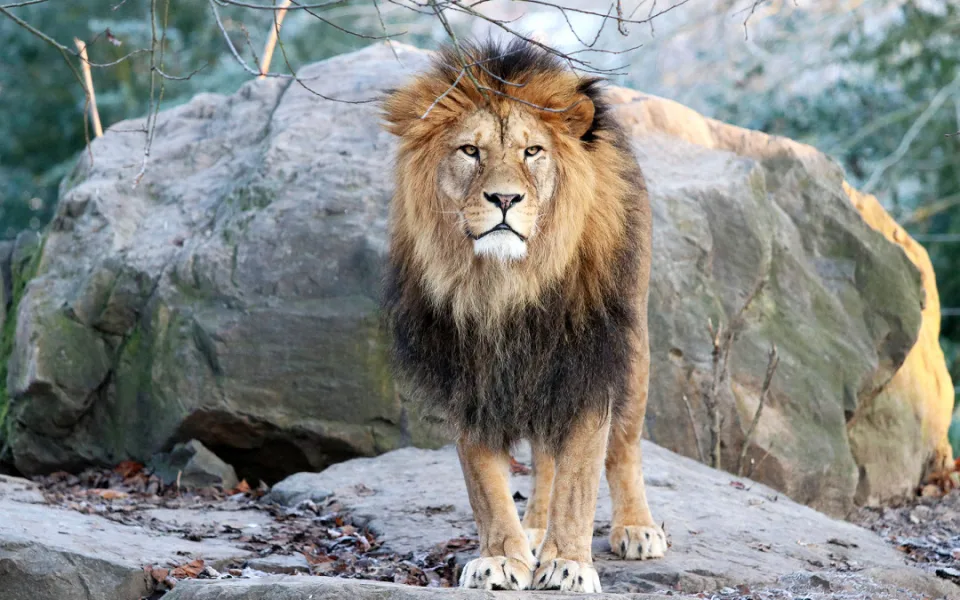 Smutek v plzeňské zoo, museli tam uspat lva berberského Matese, zplodil celkem 15 mláďat