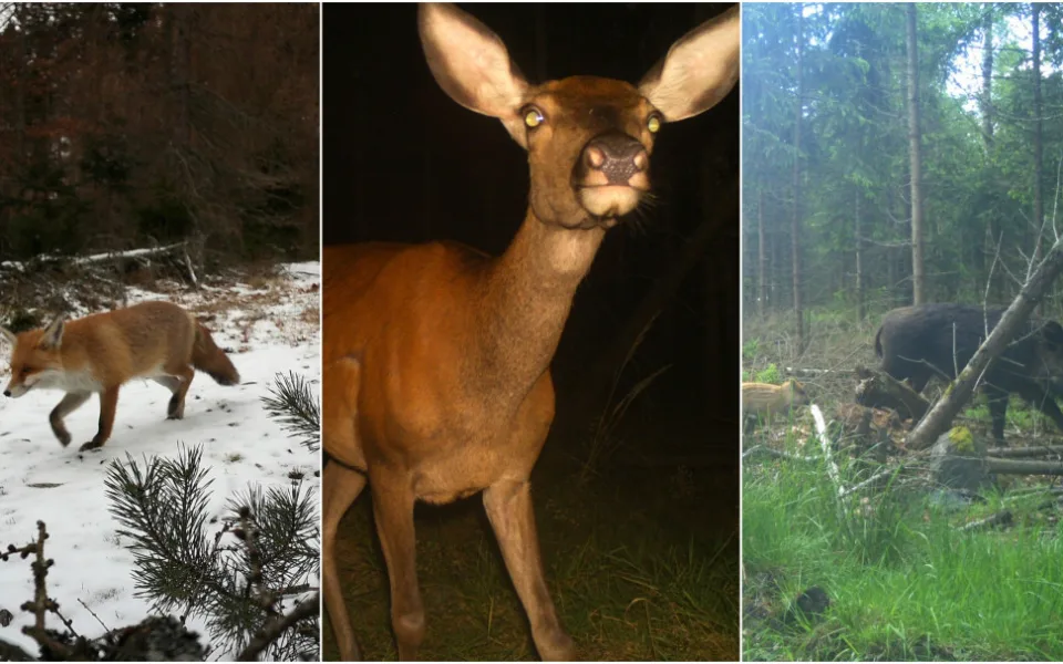 FOTO: Liška, laň, vlk i rodinka divočáků. Podívejte se, co zachytily fotopasti v brdských hvozdech