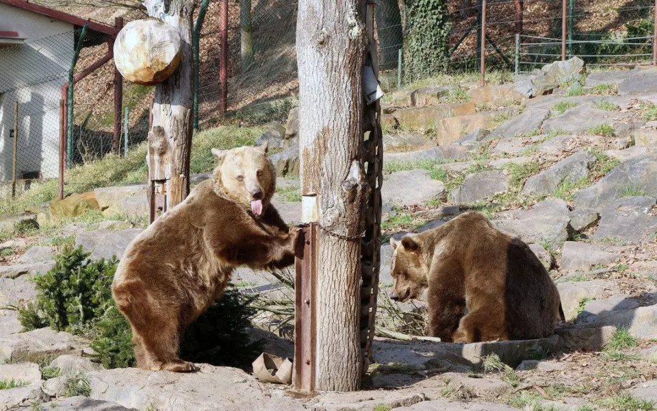 Ze zimního spánku se probrala trojice medvědů v plzeňské zoo. Dva z nich jsou slavní hrdinové z večerníčků