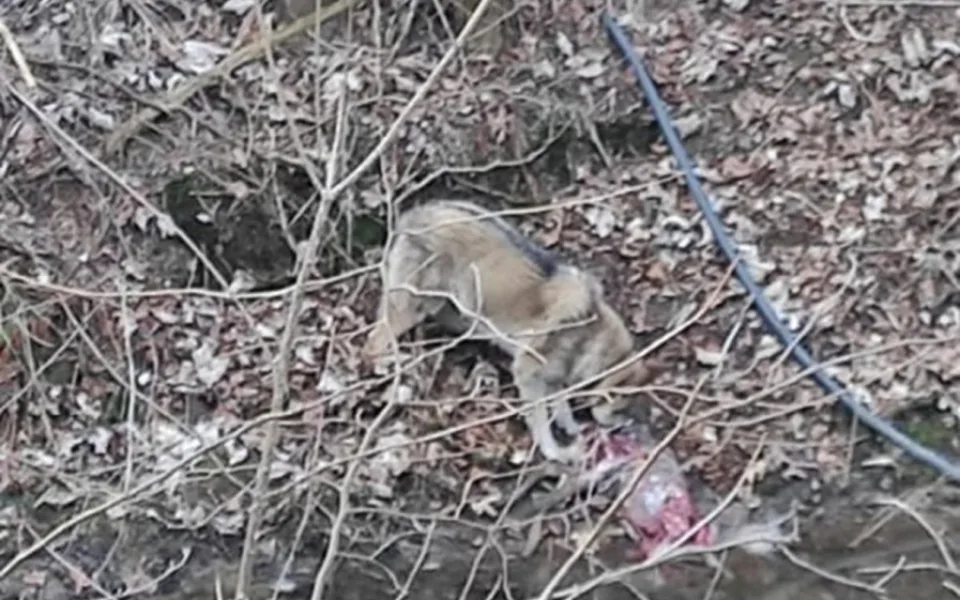 Odborníci vyvrací tvrzení, že se u cyklostezky pohyboval vlk. Byl to jenom pes, vysvětlují
