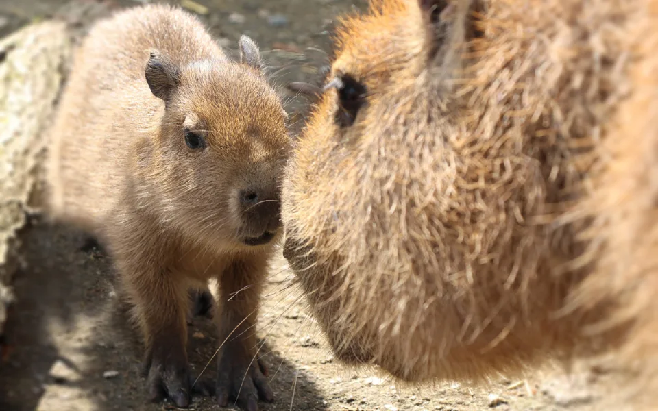 V zoo přišly na svět dvě rozkošné kapybary. V dospělosti mohou tito skvělí plavci vážit až 80 kg