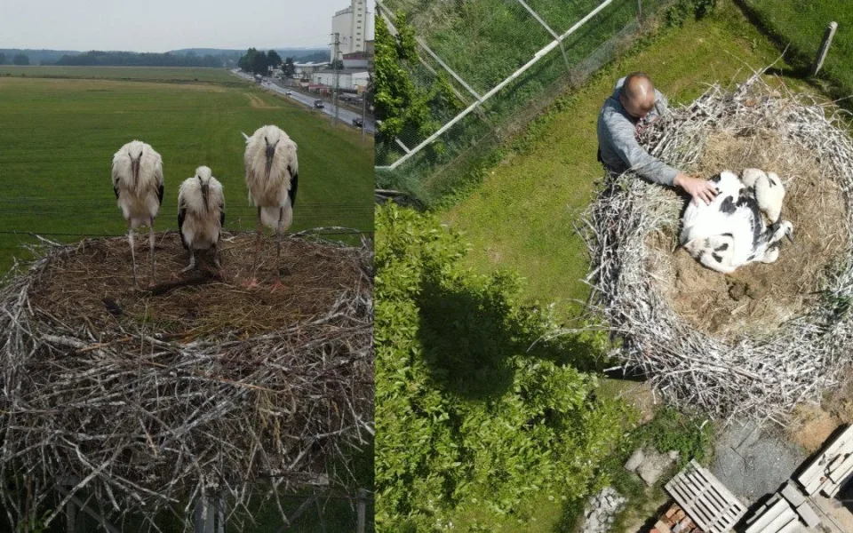 Po smrti je bohužel čáp na snímku zcela vlevo. Foto je z roku 2022, kdy byl ještě mládě