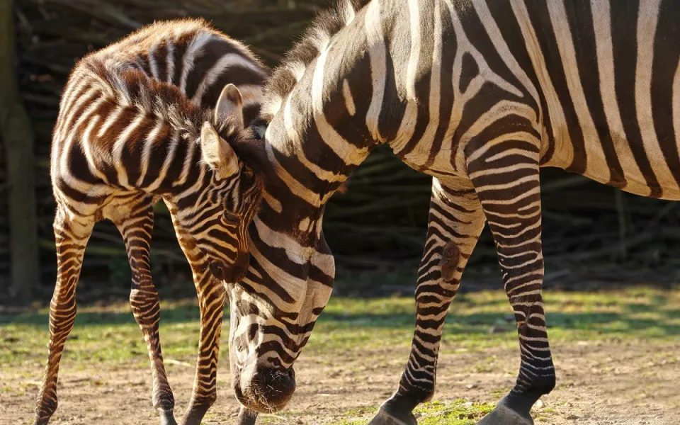 Hříbě vzácné zebry bezhřívé skotačí ve výběhu plzeňské zoo, jde o nejvzácnější poddruh zebry stepní