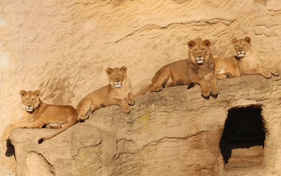 Tři sestry odjely do belgické zoo. Mladé lvice se tam zapojí do dalšího chovu