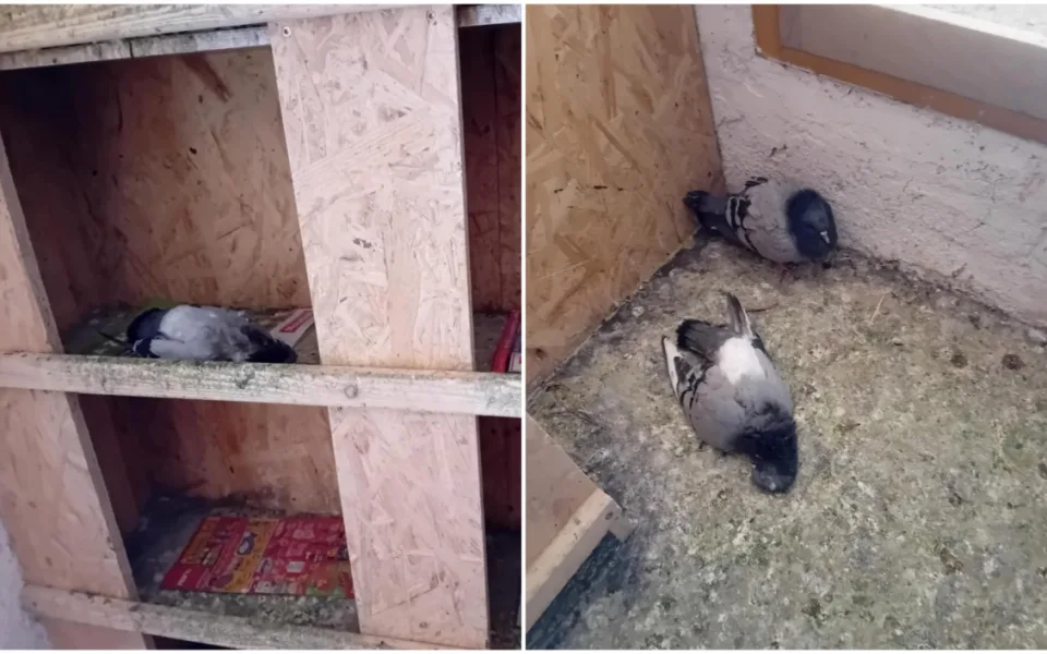 Týrání a usmrcování zvířat v holubníku na půdě radnice. Město odmítá, že by se tam něco takového dělo