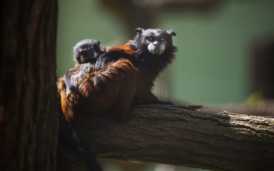 V Plzni se narodilo mládě vzácné drápkaté opičky, chová je jen hrstka zoo