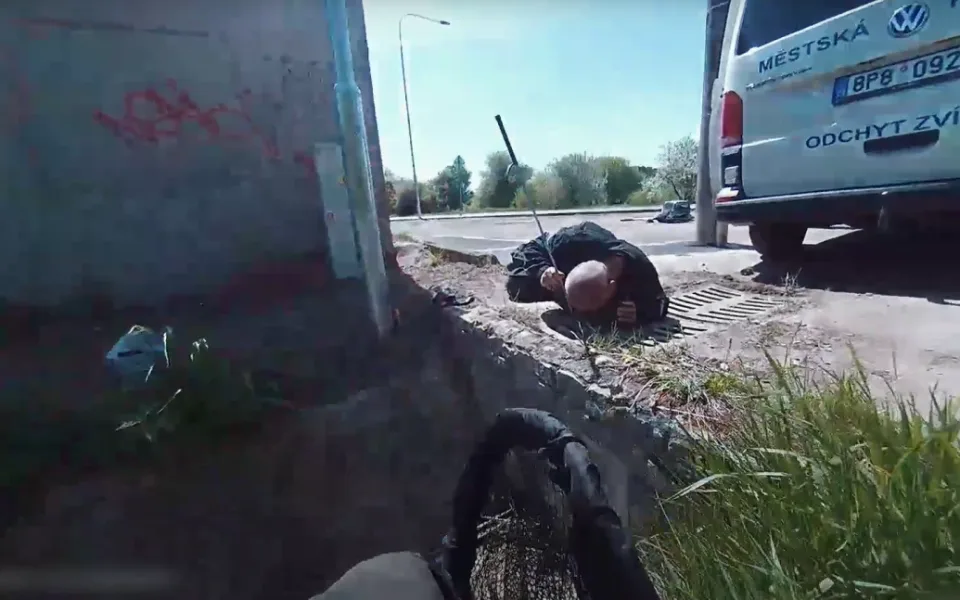 Kachňata spadla do kanálu a nemohla ven, strážníci je vyštouchali na svobodu