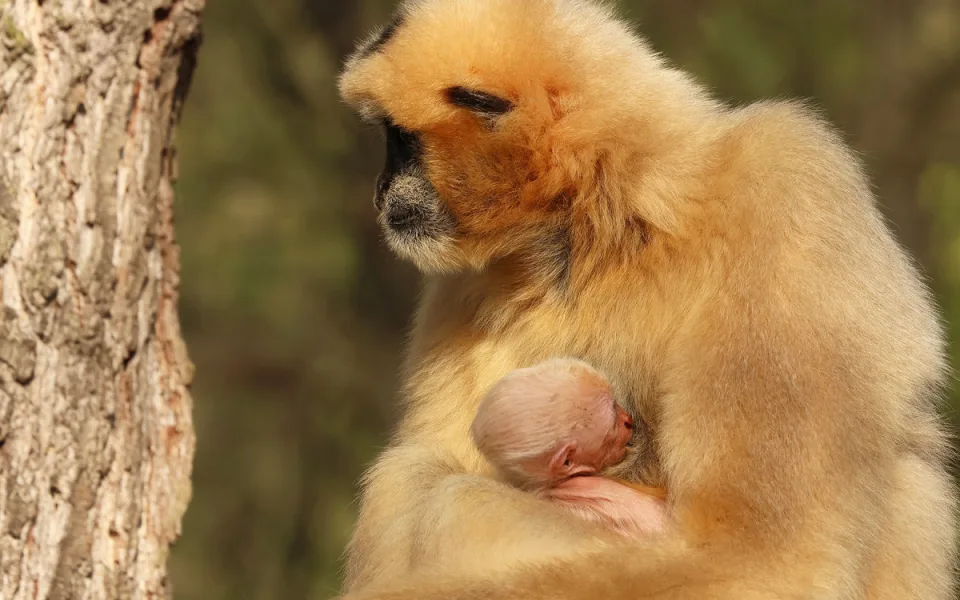 Zoo věří, že prolomí smůlu s odchovem gibbona bělolícího, předchozí mládě uhynulo