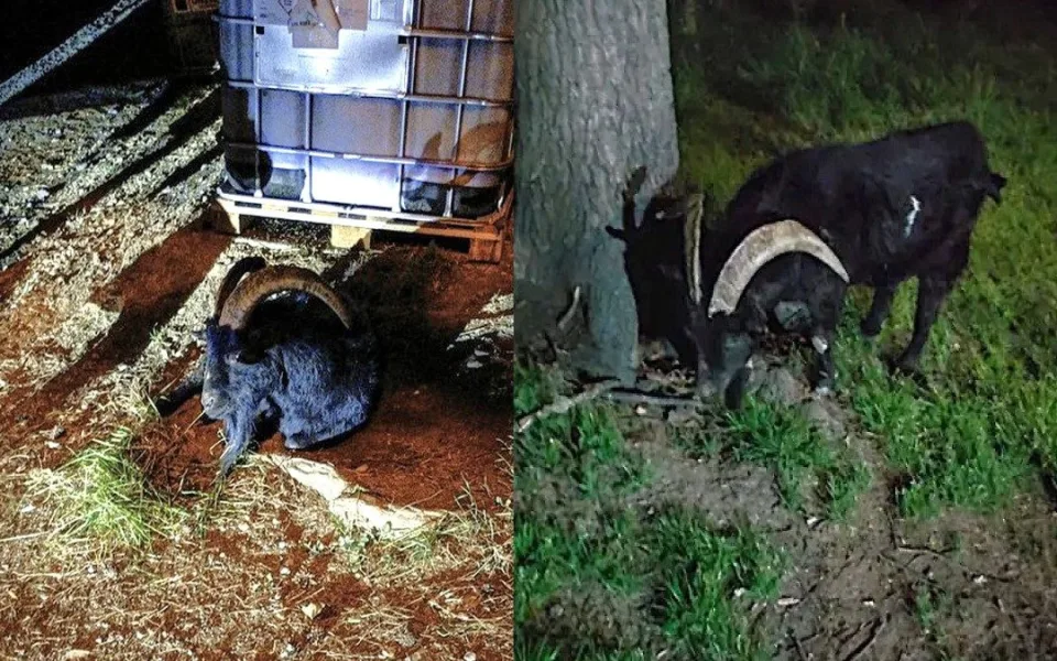 Žena zažila scénu jako ze satanského hororu. Ulicí se o půlnoci belhal černý kozel