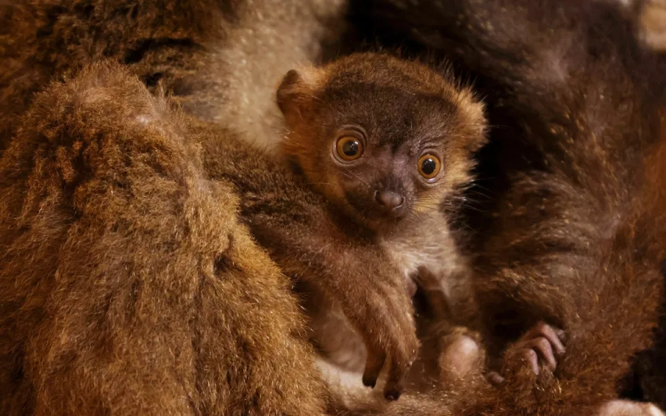 Dvojčata lemurů běločelých dělají radost chovatelům v plzeňské zoo