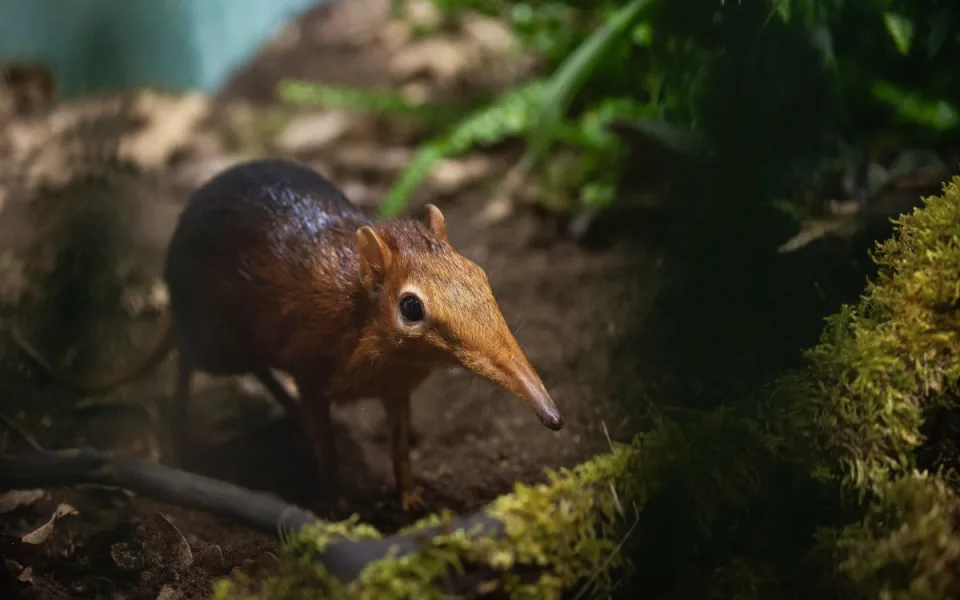 Jako myška s chobůtkem, plzeňská zoo vůbec poprvé chová bércouna Petersova