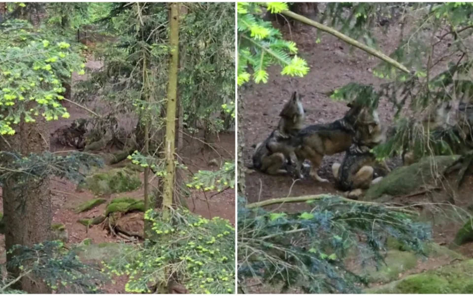 VIDEO: Nadšenci zachytili chorál vlčí smečky na Šumavě