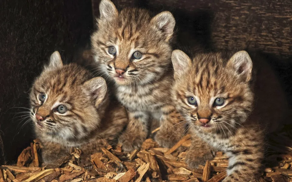 Zoo se na Mezinárodní den rysů pochlubila třemi roztomilými koťaty
