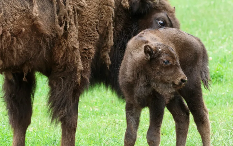 V plzeňské zoo přišel na svět sameček zubra evropského, jde už o 17. zubří mládě