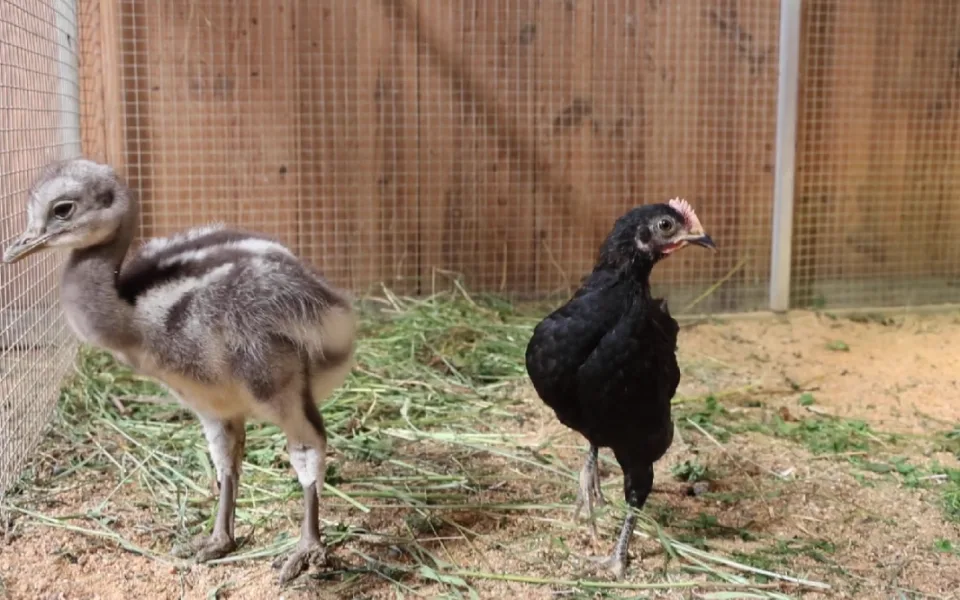 Poprvé ve v plzeňské zoo vylíhlo mládě nandu Darwinova, společnost mu dělá české kuře