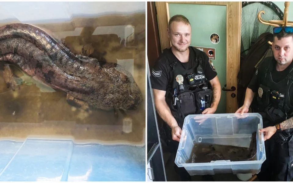 Kdosi odložil před zoo krabici s kritiky ohroženým velemlokem, měřil 75 centimetrů