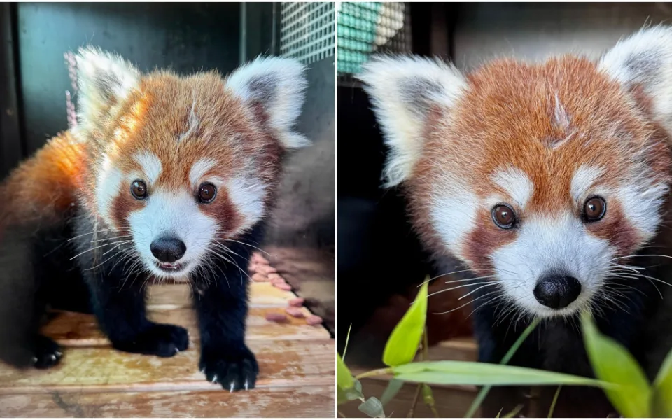 Do zoo přicestoval nový samec roztomilé pandy červené, slavný útěkář Nepál uhynul