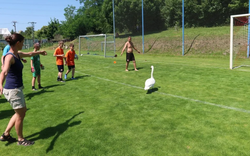 Zmatená labuť přistála během tréninku uprostřed fotbalového hřiště. Chytili ji v bráně