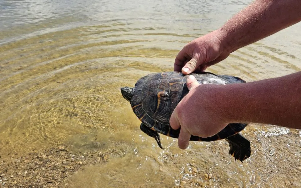Rybář vytáhl na prutu z přehrady pořádně vzteklou želvu nádhernou o délce 35 cm