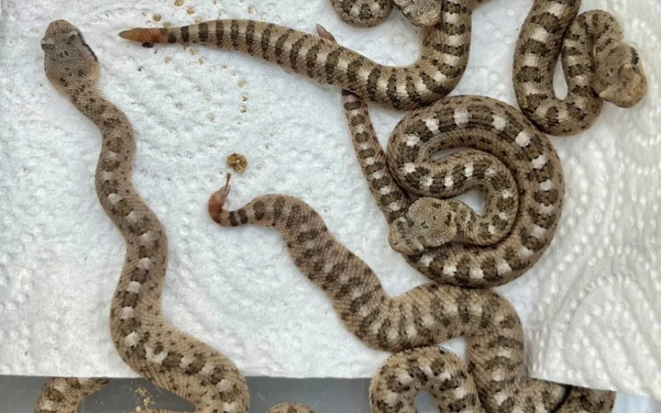 Zoo Plzeň má poprvé mláďata unikátních chřestýšů, chová je jako jediná mimo USA