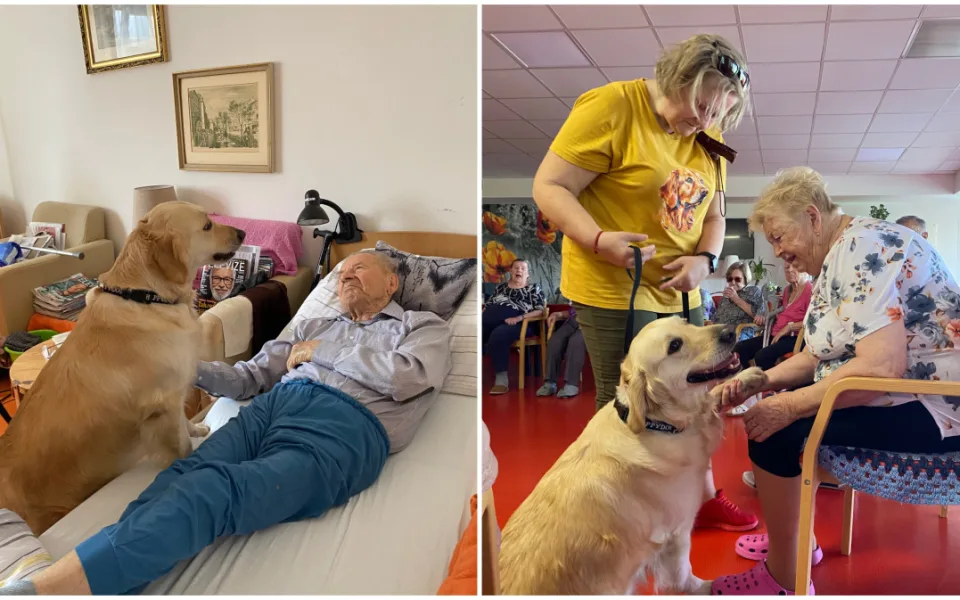 Zlatý retrívr Cid dělá radost v domově seniorů, pomáhá klientům s demencí či Alzheimerem