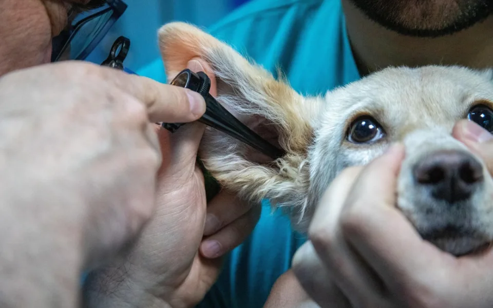 Noční veterinární pohotovost v Plzeňském kraji zatím nebude, nikdo neprojevil zájem