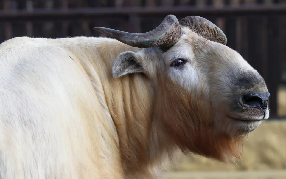 takin čínský