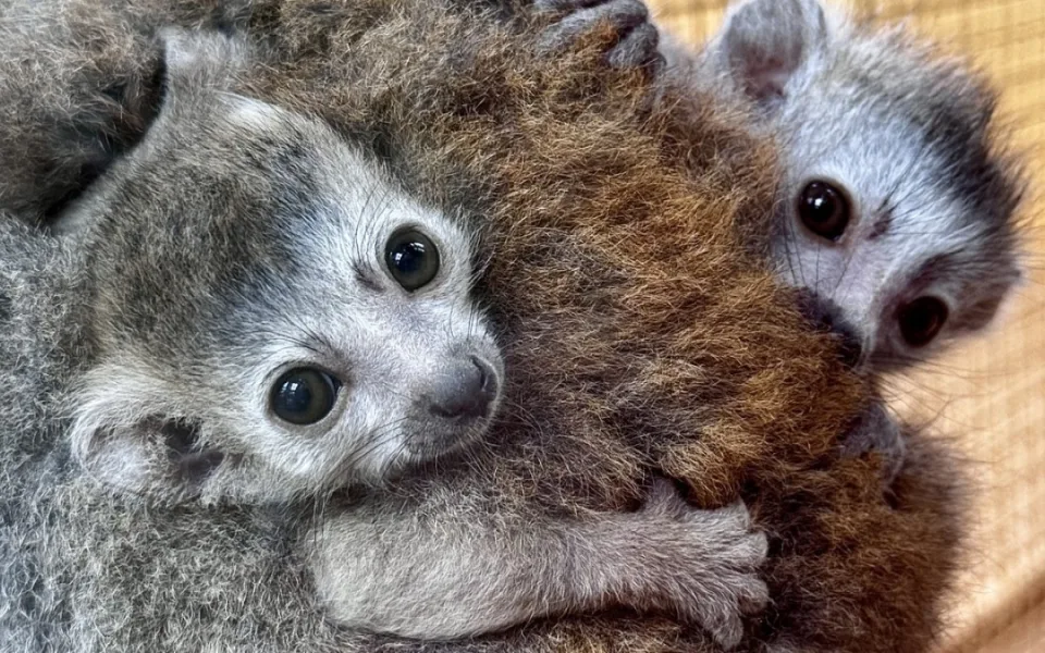 Zoo poprvé úspěšně odchovává mláďata lemurů korunkatých, úspěch je i to i v rámci ČR