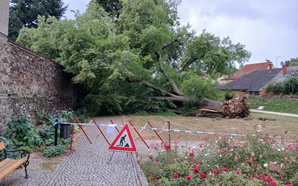 V oblíbeném parku se zřítila stará a statná lípa, dopadla na klášterní zeď