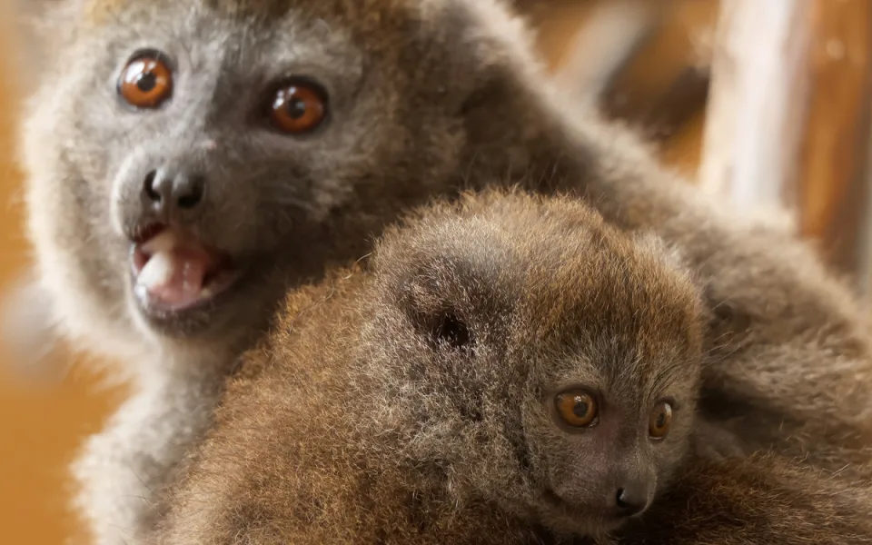 Zoo Plzeň je největším chovatelem ohrožených lemurů na světě, teď má nové mládě